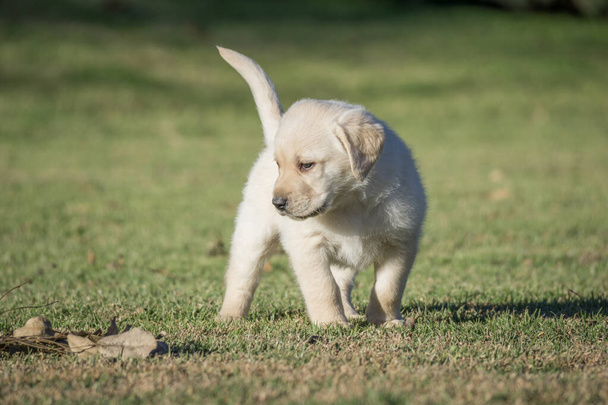 A closeup of a cute yellow labrador puppy standing on the grass. - Fotó, kép