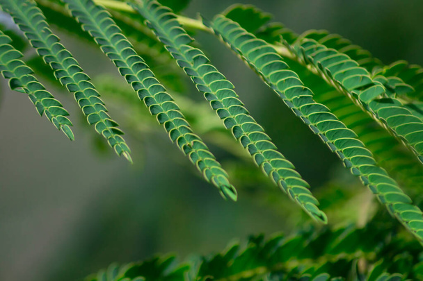 A selective focus of green Phyllanthus leaves - Photo, Image