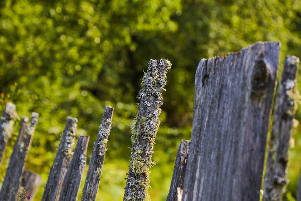 A closeup shot of an old moldy wooden fence. - Fotoğraf, Görsel