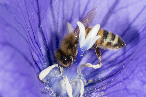 abeja recogiendo polen dentro de una flor
 - Foto, Imagen