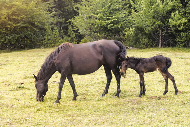 A brown horse grazing in a field with its foal - Fotó, kép