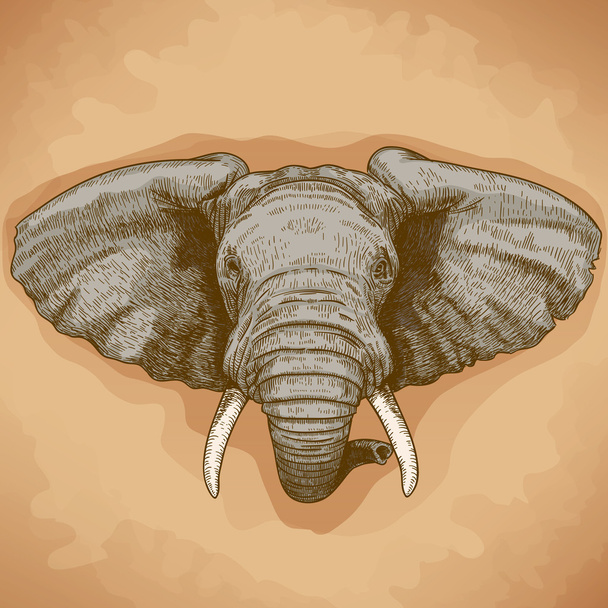 Векторна ілюстрація гравюри голови слона
 - Вектор, зображення