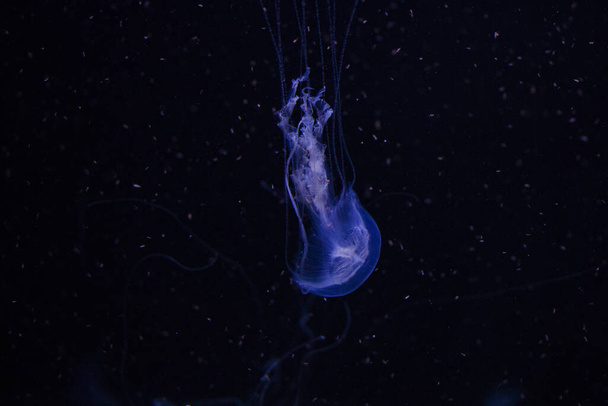 An illuminated purple jellyfish swimming in dark water - Fotoğraf, Görsel