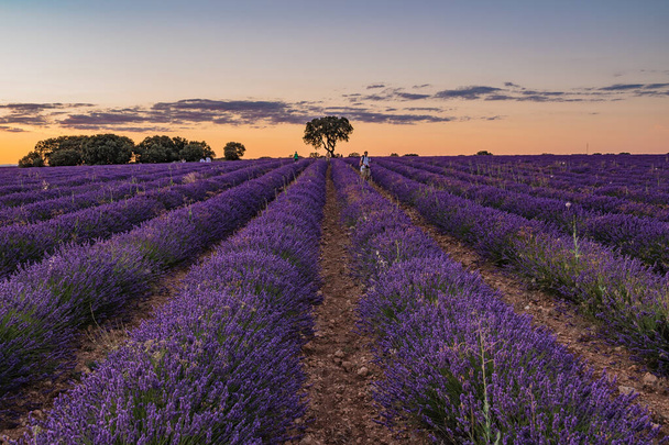 A beautiful shot of a sunset over the blooming lavender field - Zdjęcie, obraz