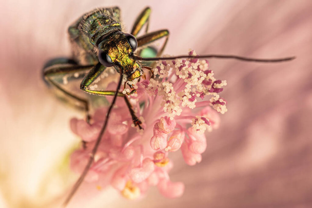 A macro shot of a mosquito on a pink flower - Fotó, kép