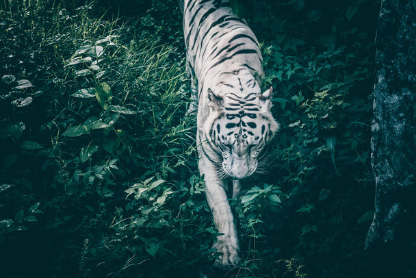 A closeup of a white tiger walking amongst the forest - Фото, изображение