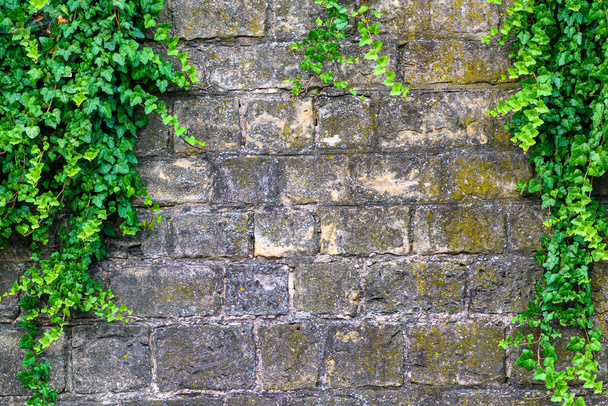 An aged brick wall with climbing plants and moss - Foto, immagini