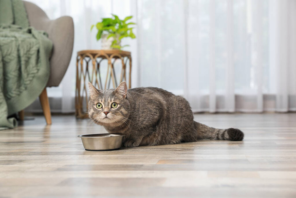 Grey tabby cat near feeding bowl at home. Cute pet - Foto, afbeelding