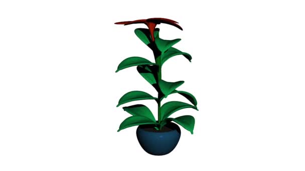 green houseplant in flower pot with red flower - Footage, Video