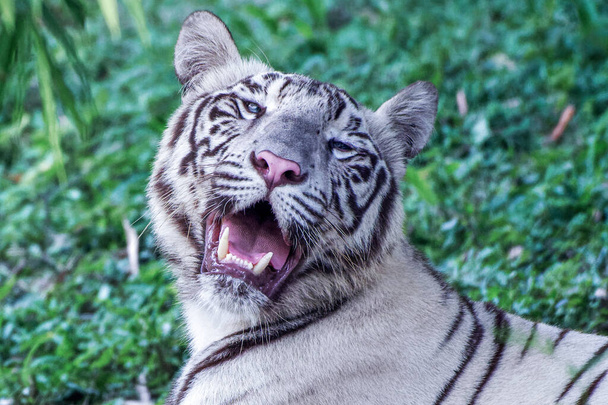 Un primer plano de un tigre blanco de Bengala bostezando en un zoológico a la luz del día con un fondo borroso - Foto, Imagen