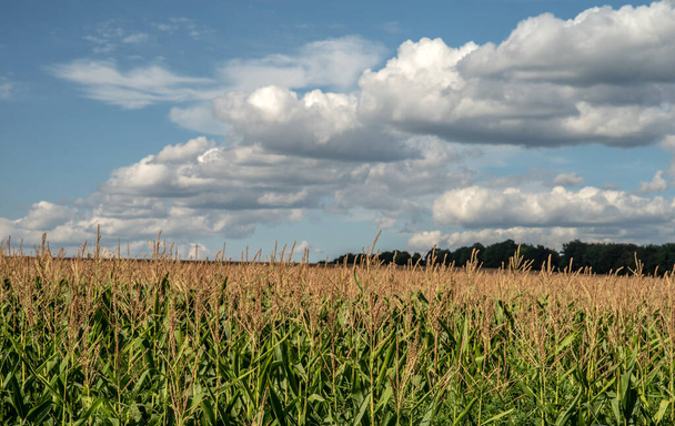 Corn field against the background of a grove and sky with white clouds. Selective focus. - Valokuva, kuva