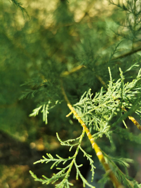 A vertical shot of green spruce branches in summer - Fotó, kép