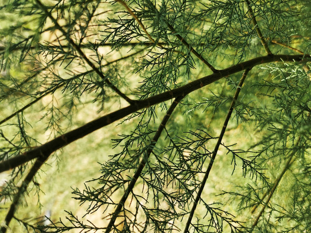 A closeup shot of green spruce branches in summer - Foto, Bild