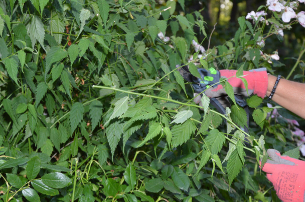 A high angle shot of female hands in pink gloves working in garden with green plants - Foto, Bild