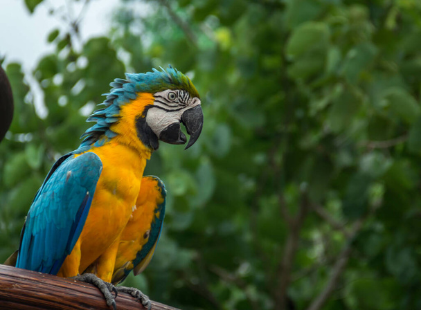 A portrait of a colorful ara parrot perching on the branch in the forest - wildlife - Fotó, kép