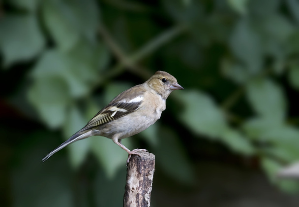 Bird The Chaffinch has a beautiful plumage and a beautiful pink breast. - Foto, afbeelding