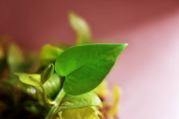 close up of green leaf - Foto, Bild