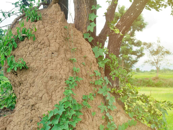 Un grand termite près d'un grand arbre. - Photo, image