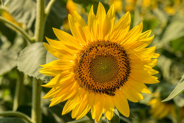 Ηλιοτρόπιο, κοντινό σε κίτρινο λουλούδι με μέλισσα - Φωτογραφία, εικόνα