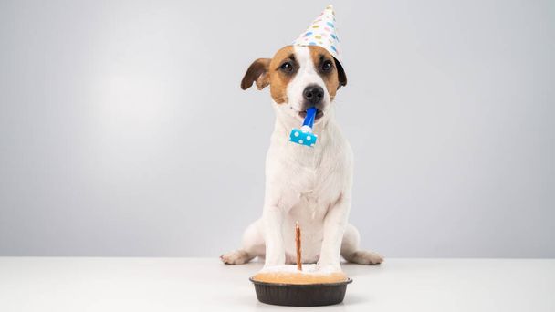 Funny dog Jack Russell Terrier dressed in a birthday cap holding a whistle on a white background. The puppy sits at the table in front of the Candle Pie - Foto, immagini