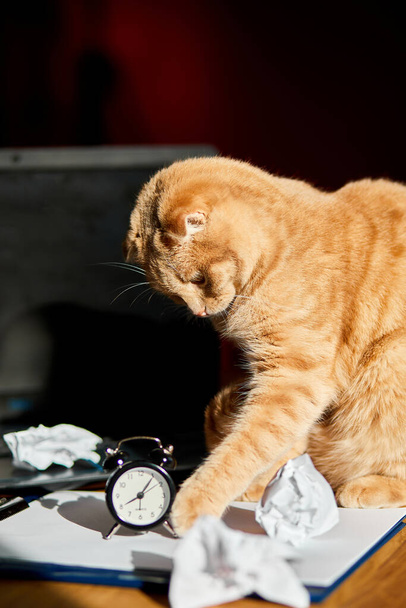 Vicces játékos macska játszik gyűrött papír labdák irodai asztalon napfényben, otthoni munkahelyen. Otthoni munkahely távmunka közben. - Fotó, kép