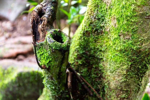 Větve stromů zarostlé mechem a lišejníkem v tropickém deštném pralese v Národním parku Morne Seychely na ostrově Mahe, pohled zblízka. - Fotografie, Obrázek