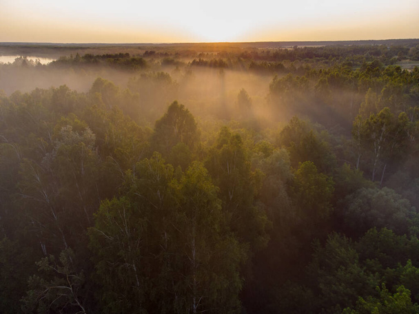 Mglisty poranek w lesie przy użyciu drona - Zdjęcie, obraz