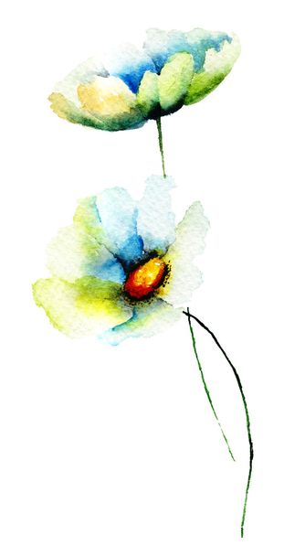 Summer Chamomile flowers - Photo, image
