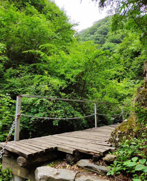 wooden bridge in the forest - Fotó, kép