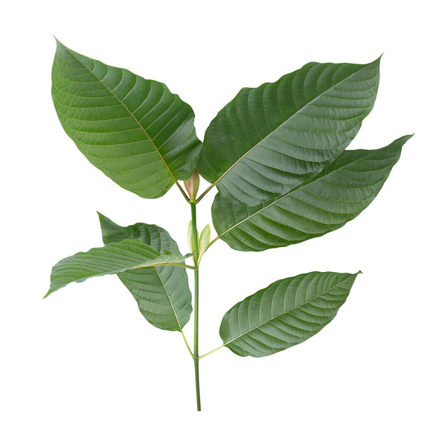 Mitragyna speciosa, листья кратома изолированы на белом фоне - Фото, изображение