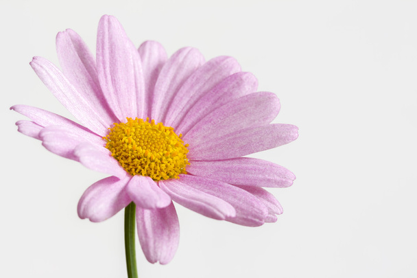 Pink daisy on a white background - Φωτογραφία, εικόνα