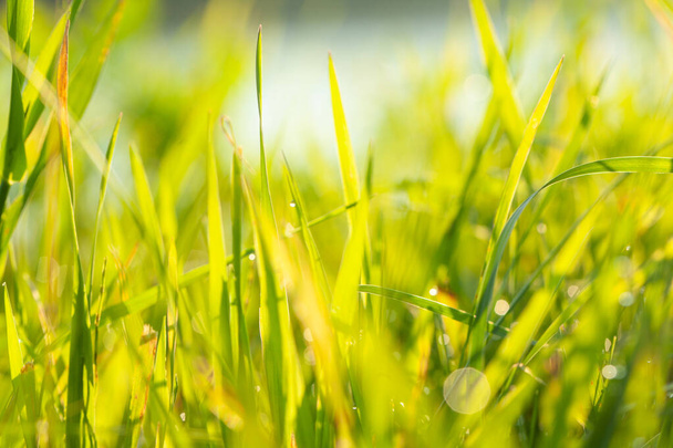 Primavera o estate stagione astratta natura sfondo con erba sfocata e acqua nella parte posteriore - Foto, immagini