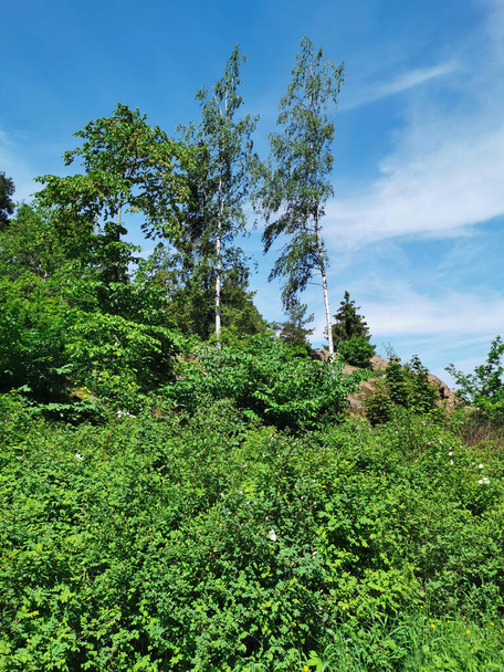Дерева, берези ростуть прямо на скелях у природному парку Монрепос міста Виборг на тлі блакитного неба з хмарами.. - Фото, зображення
