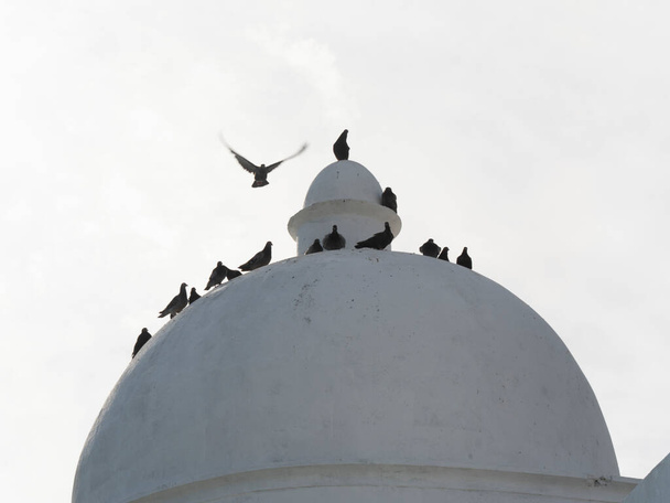 Pigeons resting on top of the dome of the Ponta do Humait Fort. Salvador Bahia Brazil. Animal - 写真・画像