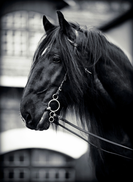 Portrait of a black horse. - Zdjęcie, obraz