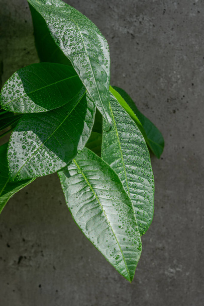 Green leaves of pachira aquatica with many drops of irrigation water with reinforced concrete background - Photo, Image