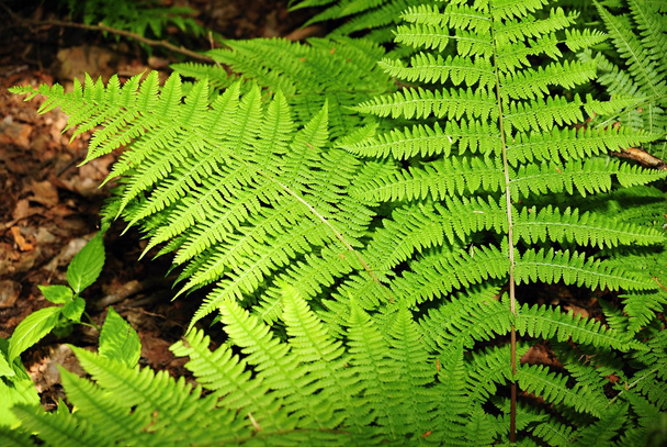 saniainen metsässä - Valokuva, kuva
