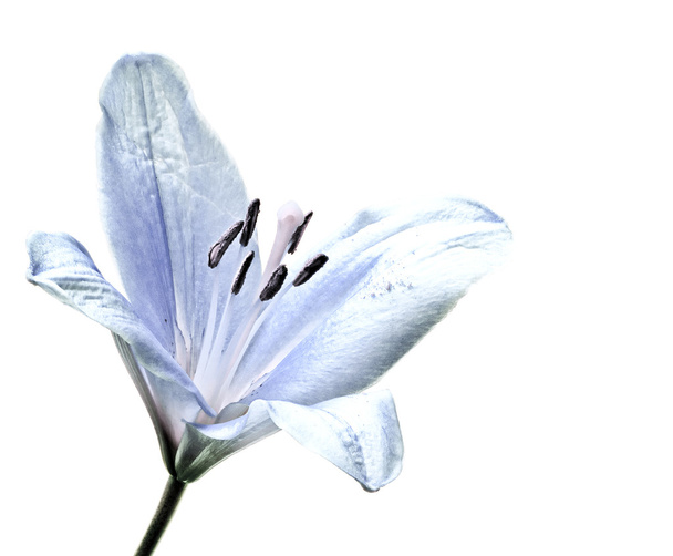 Close up of a beautiful lily flower - Photo, Image