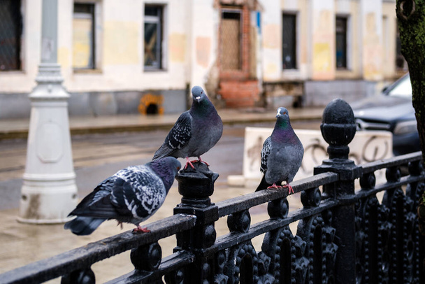 Pigeons in city street - Фото, зображення