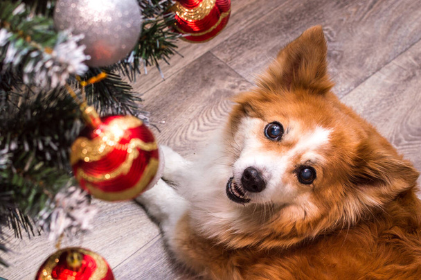 Portrait of a ginger dog by the Christmas tree - Foto, Imagem