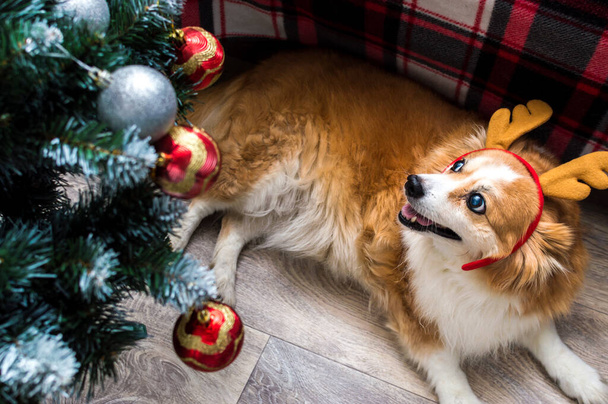 Dog in santa claus reindeer antlers. Concept Christmas - Valokuva, kuva