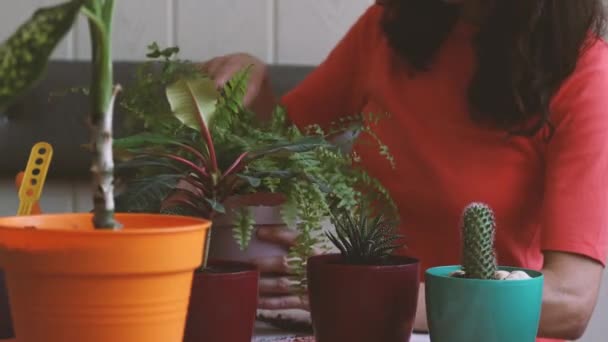 girl caring for indoor flowers. florist caring for flowers in pots. the woman sucks the comfort of the house. - Footage, Video
