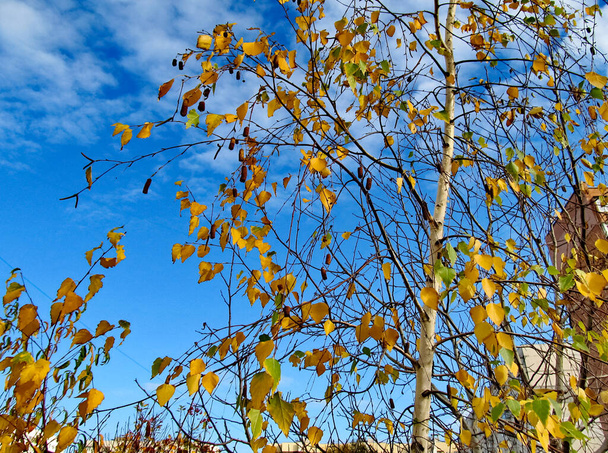un foglie gialle sugli alberi. Giorno di autunno - Foto, immagini