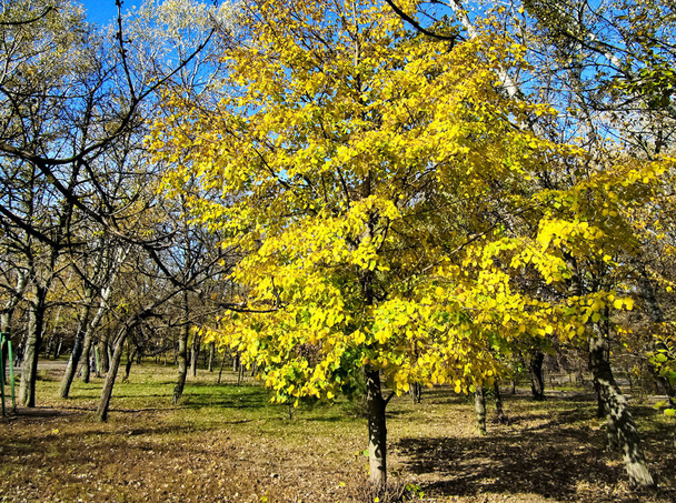 a Yellow leaves on trees. Autumn day - Valokuva, kuva