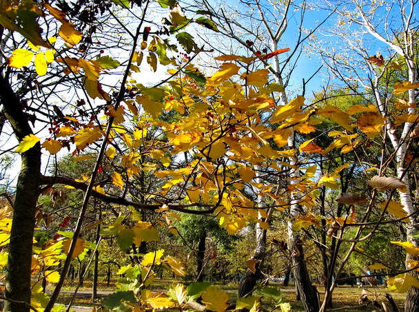 a Hojas amarillas en los árboles. Día de otoño - Foto, Imagen