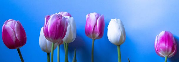 Barevné tulipány ve vodě kapky jsou seřazeny v řadě na modrém pozadí. Růžovobílé tulipány jemné barvy. close-up. - Fotografie, Obrázek