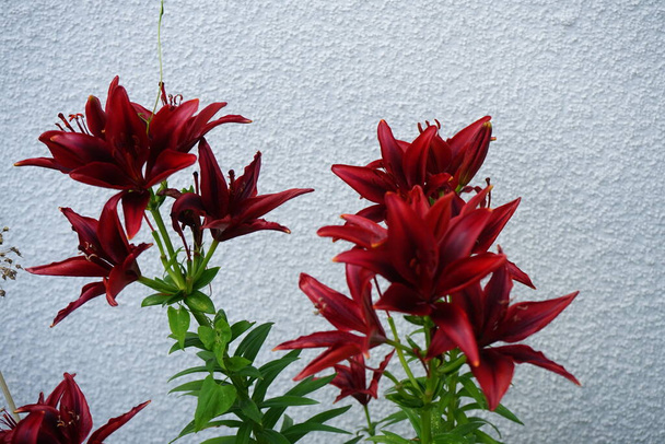 Ázsiai Lilium x hibridum "Black Out" virágzik júniusban a kertben. Lilium, igazi liliom, egy nemzetség a lágyszárú virágzó növények növekvő hagymák, mind a nagy kiemelkedő virágok. Berlin, Németország   - Fotó, kép