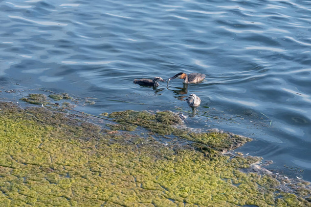 Eine Ente füttert ein Entlein mit Fisch. - Foto, Bild