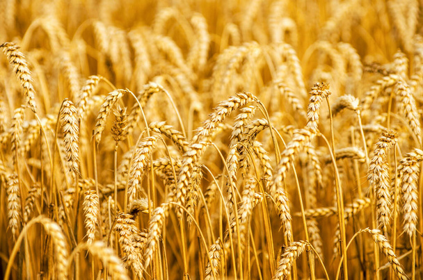 Champs de blé à la fin de l'été pleinement mûrs - Photo, image