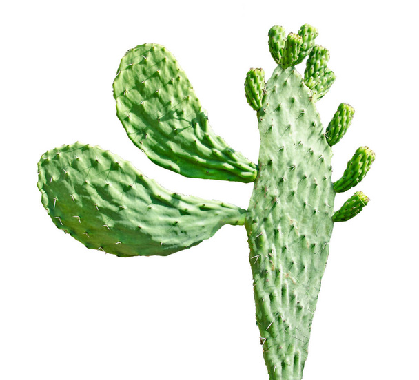 Cactus aislado sobre fondo blanco - Foto, Imagen
